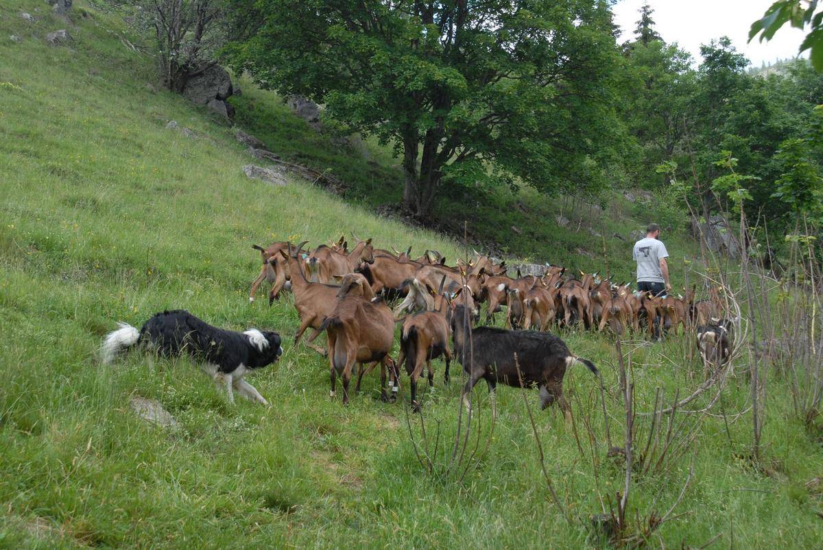 Vente de cabris et de chèvres Bio à Linthal dans le Haut-Rhin Belfort