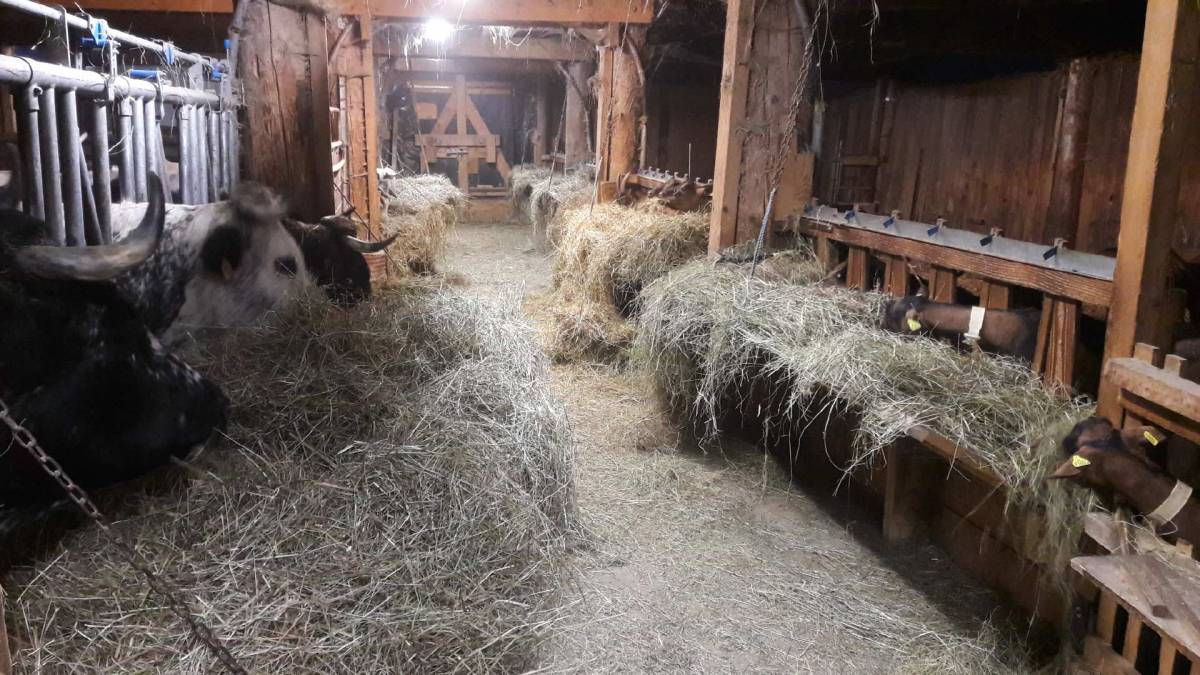 Les animaux de la ferme sont au chaud !!! Belfort