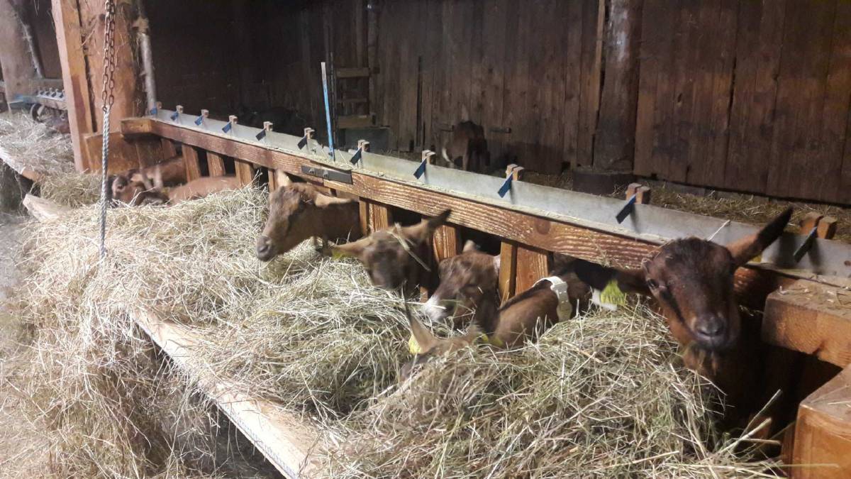 Les animaux de la ferme sont au chaud !!! Montbéliard 3