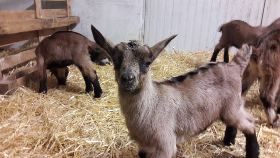 Naissance de petits chevreaux à la ferme Steinmaueur ! Mulhouse